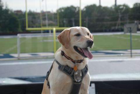 Charlee In Wildcat Stadium